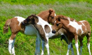 Samuel Kervadec et ses jeunes chevaux aux enchères lors du concours équestre de Pontivy