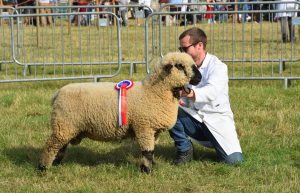 Un éleveur à Vimoutiers tire la sonnette d&rsquo;alarme face aux difficultés du monde de l&rsquo;élevage